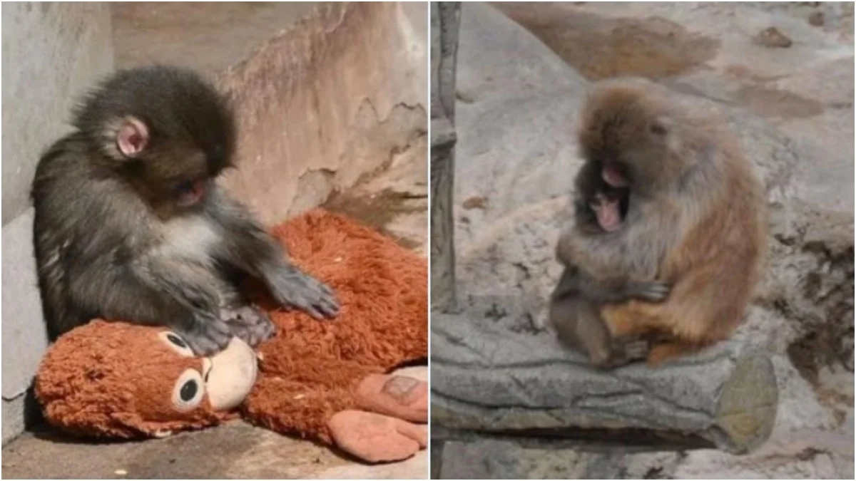 Internet Breathes Easy: Viral Baby Monkey "Punch" Integrates with Troop at Japan Zoo