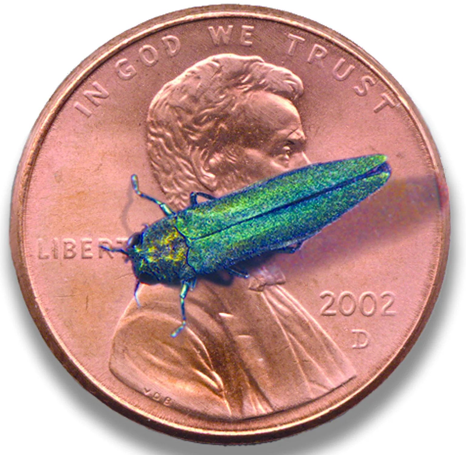 A metallic-green emerald ash borer beetle shown next to a penny for scale