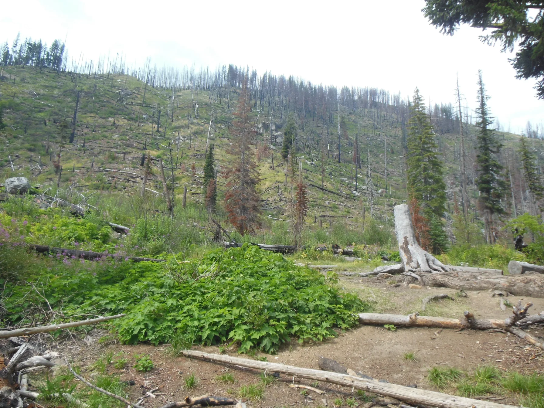 Burn scarring on a hillside in the Alpine Lakes Wilderness, Washington, where crews are fighting the Three Queens, King and Goat fires.