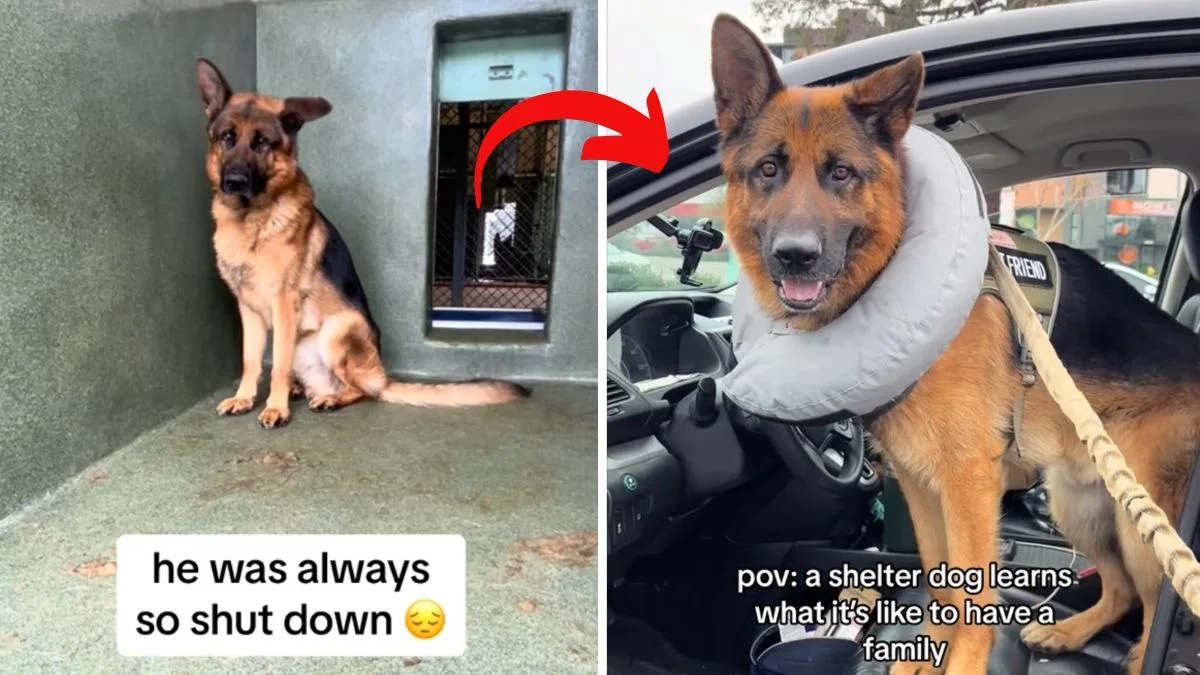 Kaskus Unpacks Viral Content: From Nostalgic Dances to Fashionable German Shepherds