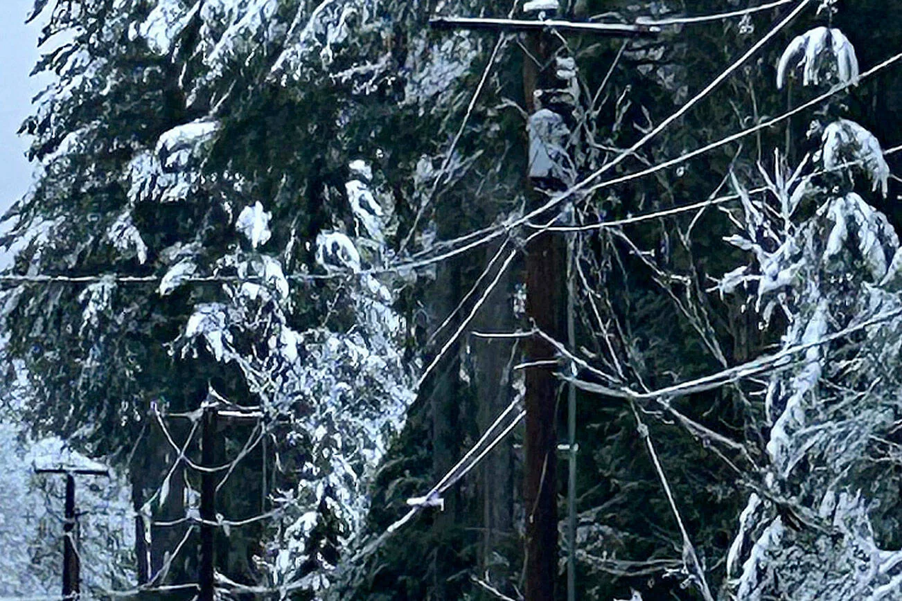 Snow-laden power lines and utility poles amid evergreens in western Washington after a winter storm
