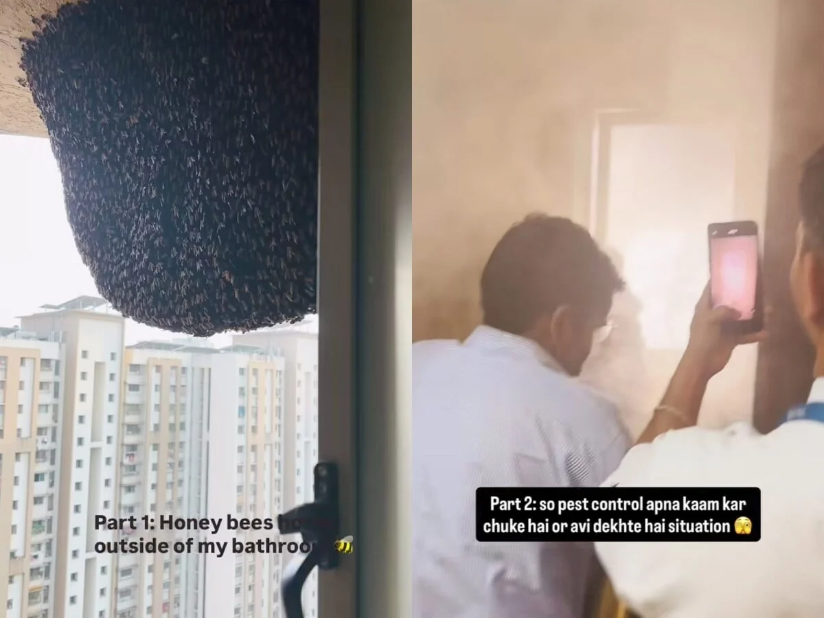 Mumbai Woman's Viral Beehive Removal Sparks Outcry Over 'Unnecessary Bee Deaths' on 31st Floor