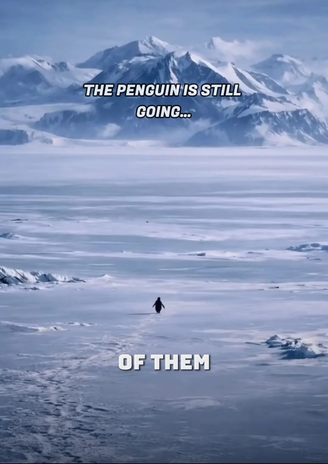 The Rise of the 'Nihilist Penguin': Dissecting 2026's Viral Existential Meme