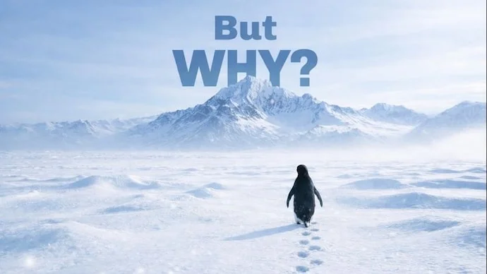 The 'Nihilist Penguin': Unpacking the Viral Sensation of the Internet's Most Relatable March