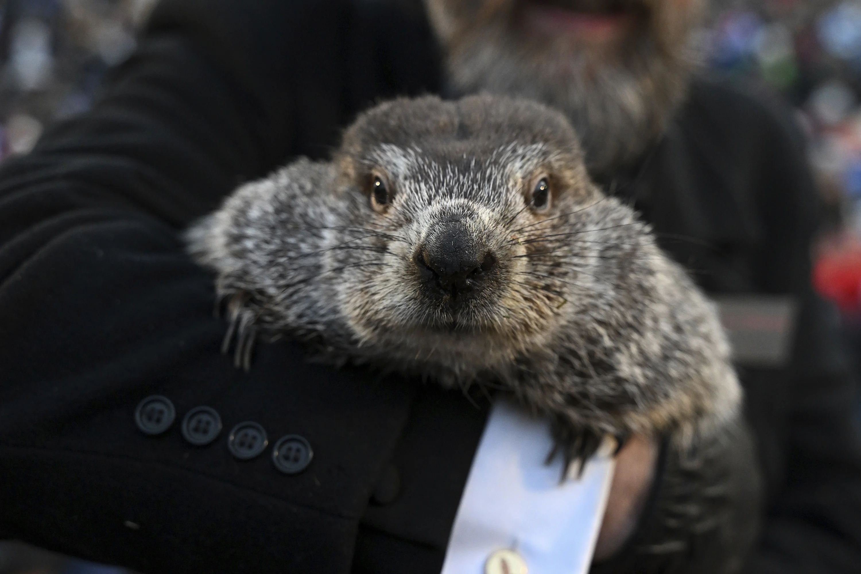 Punxsutawney Phil Sees Shadow on Groundhog Day 2026, Declares Six More Weeks of Winter