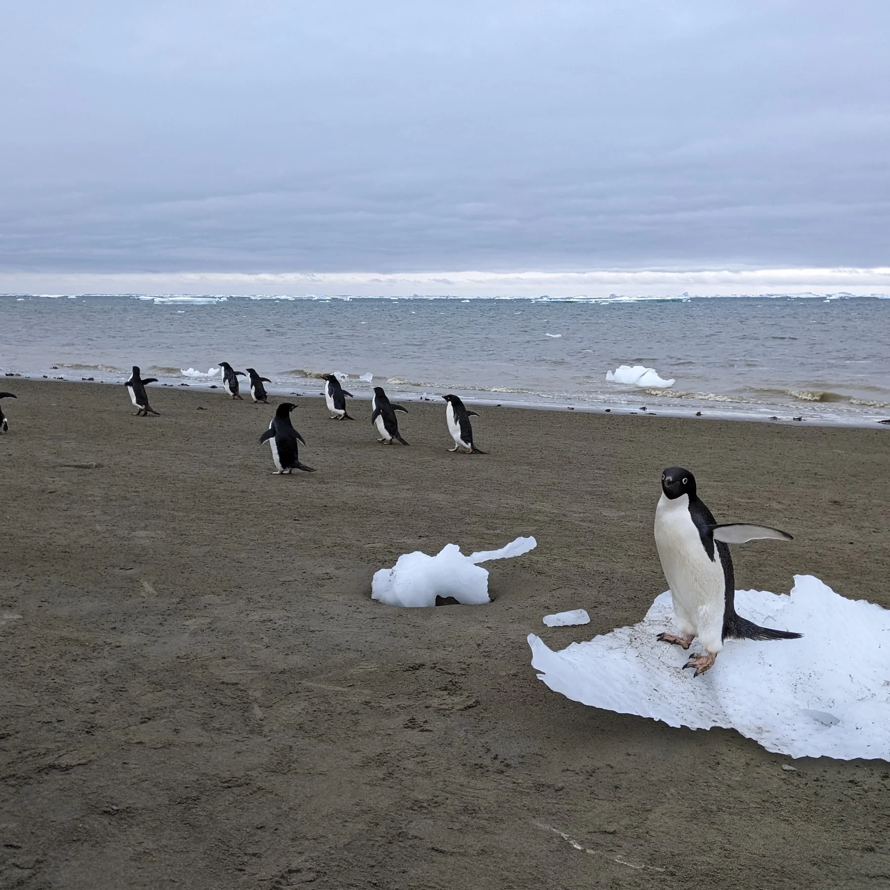 White House's AI Penguin Post Sparks Outcry Amidst Greenland Diplomatic Tensions